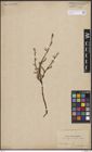 Foto von Salix boganidensis Trautv.